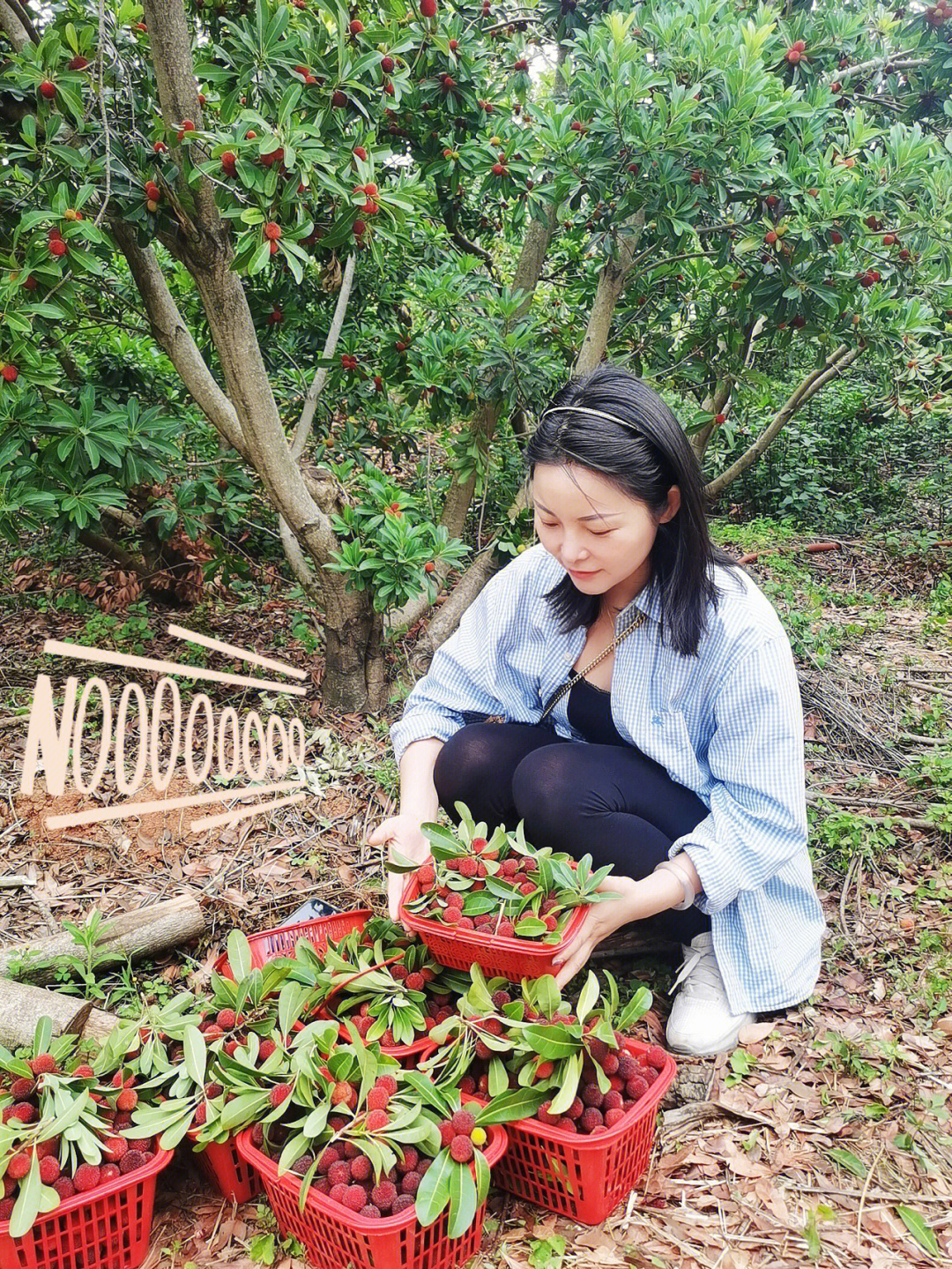 昆明某生态庄园摘杨梅