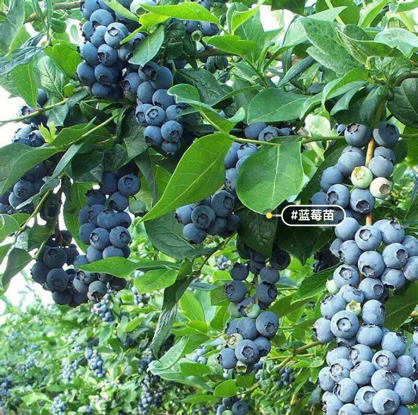 出售自己家十年蓝莓成品树,正是蓝莓结果旺期,蓝莓中花青素对眼睛最好