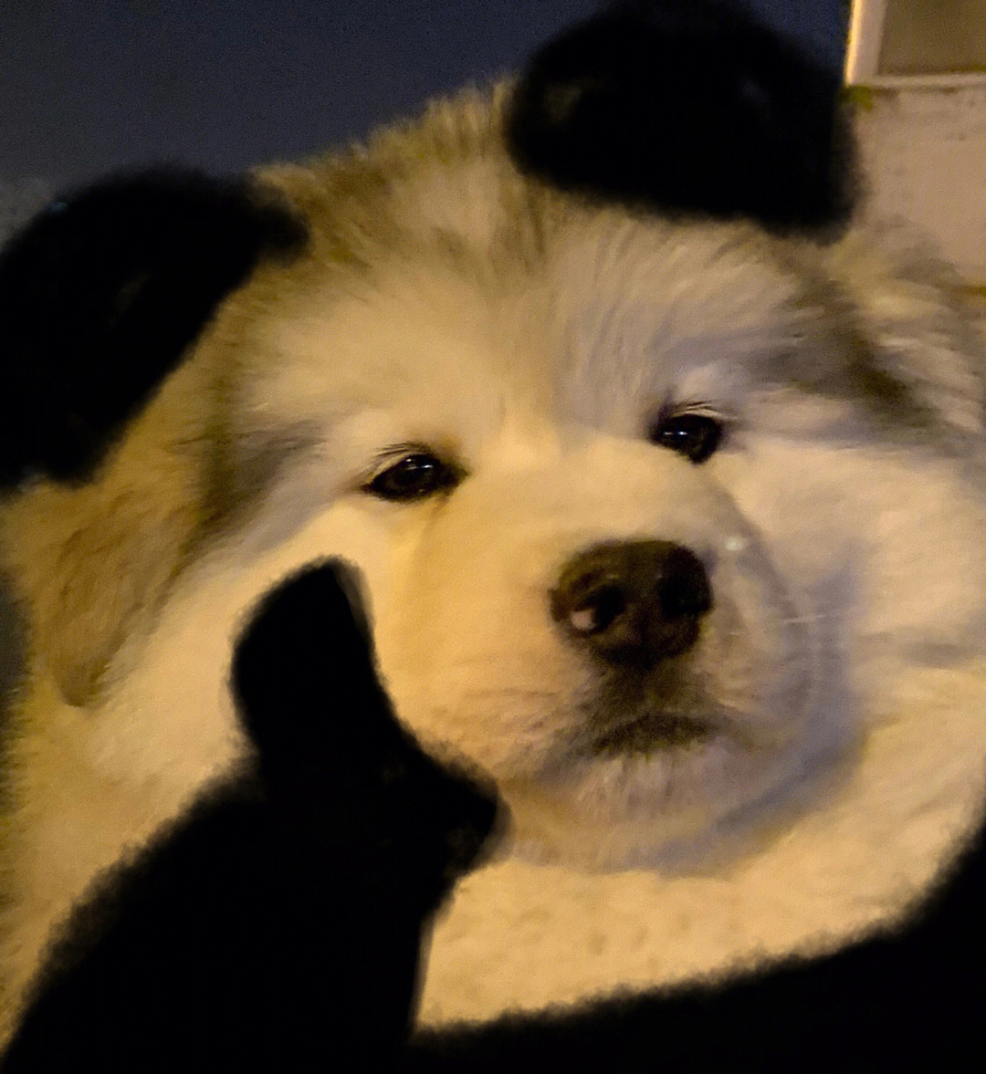阿拉斯加熊猫头表情包yyds