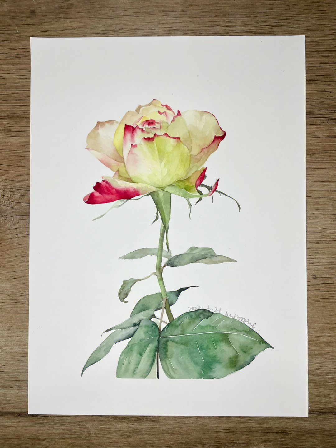 水彩玫瑰绘画过程61day20