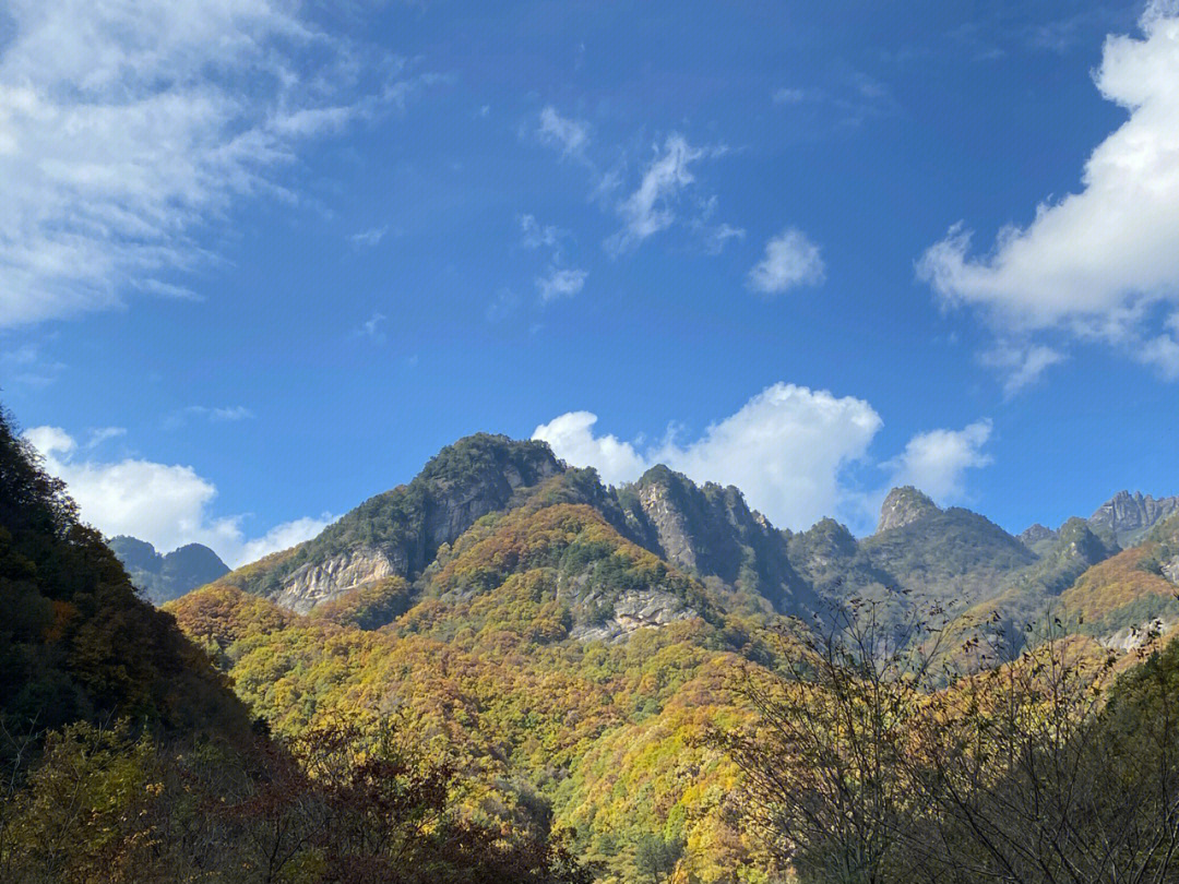 秦岭鸡窝子冷杉图片