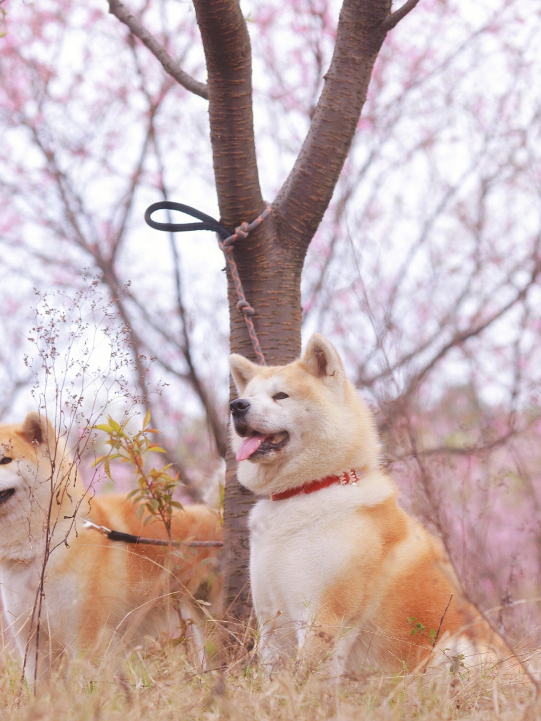 暖春樱花季  