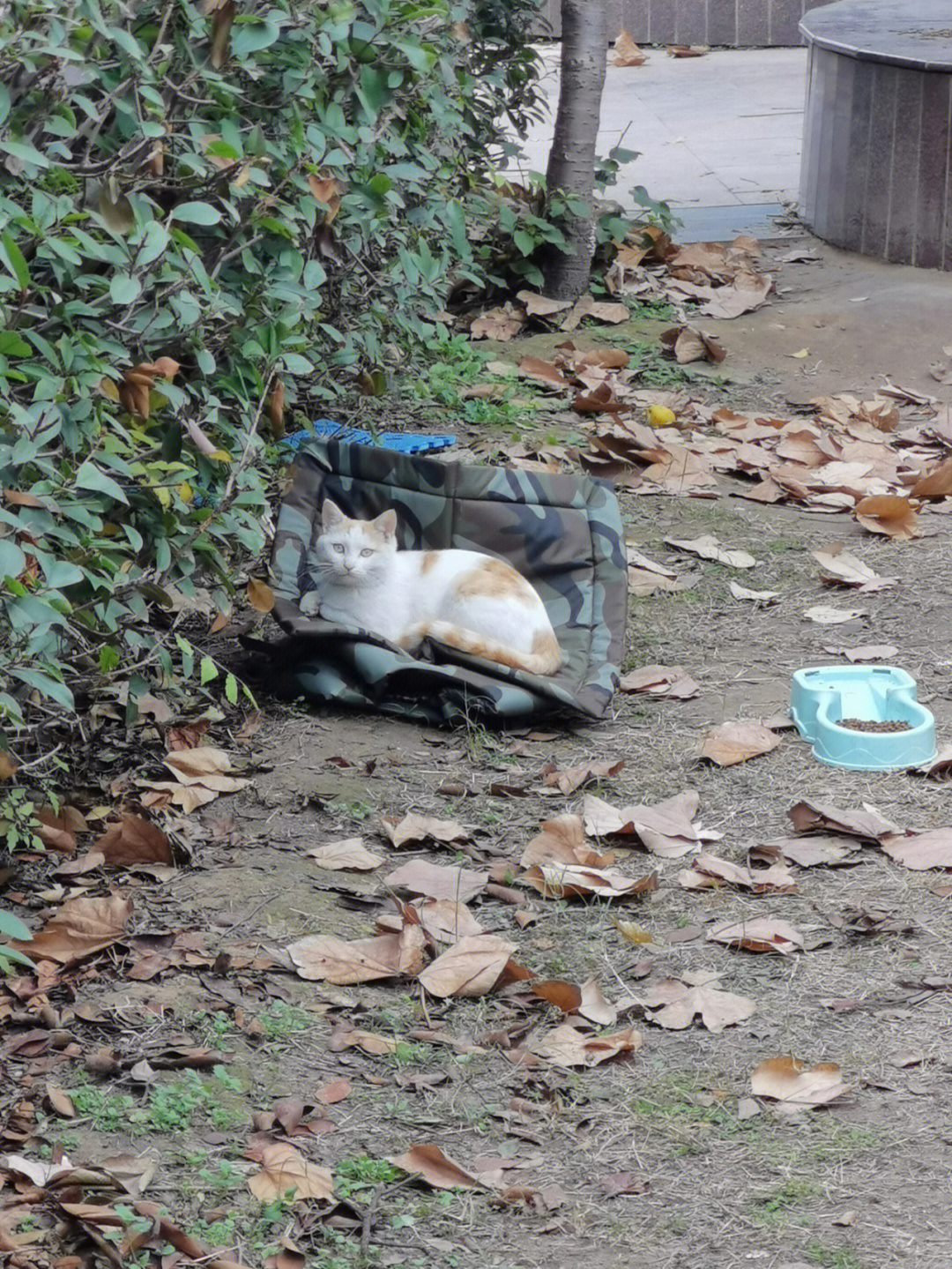 现在每周要去喂三次早餐,猫猫永远都会在你走之后悄悄出现,我什么时候