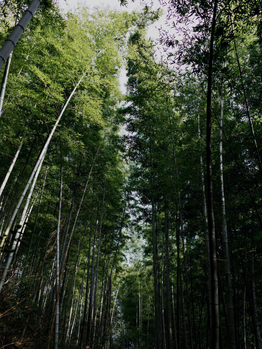 溧阳南海竹林图片