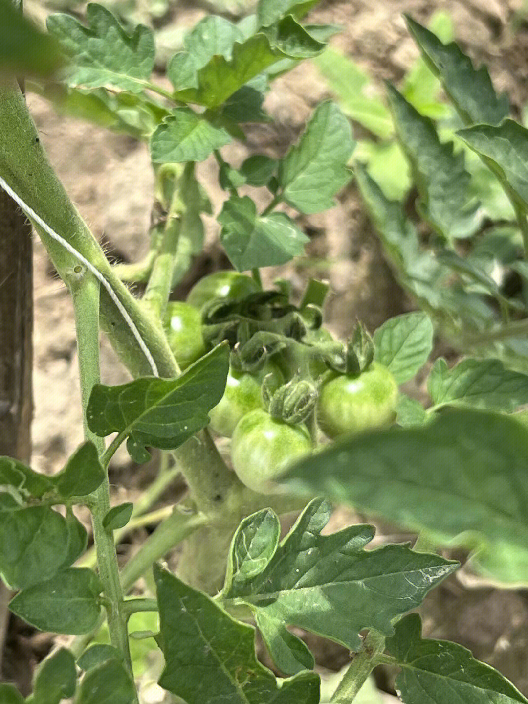 小番茄生长实况
