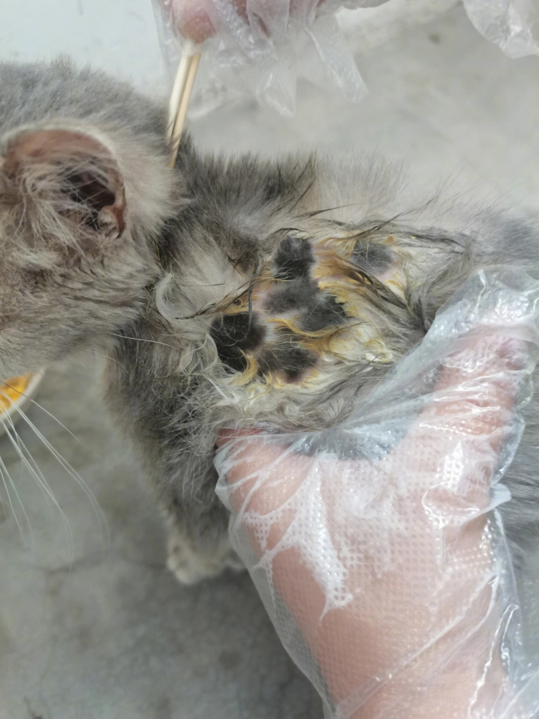 昨天捡了一只被遗弃的小母猫 全身猫癣 怎么办 疫情还封小区了刚开始