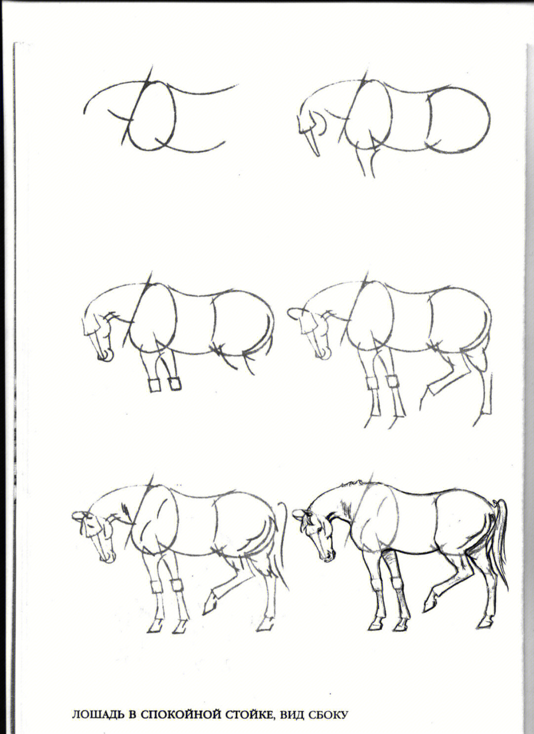 儿童画马画法图片