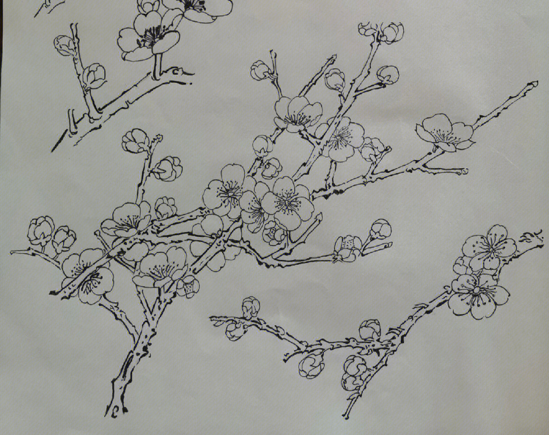 素描梅花的画法图片