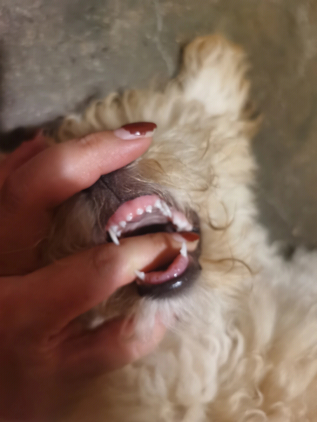 狗牙齿是换牙了还是乳牙没长起