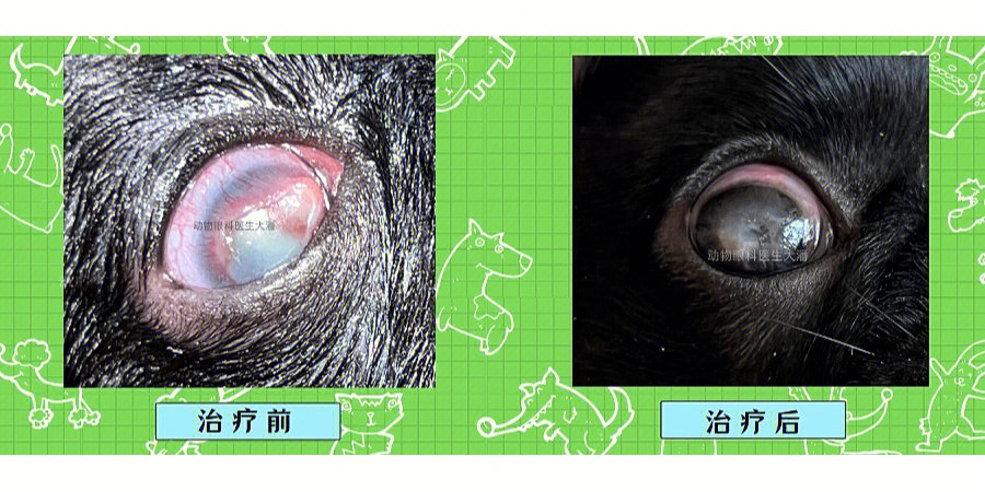 贵州病例狗狗眼睛角膜大面积破损的治疗