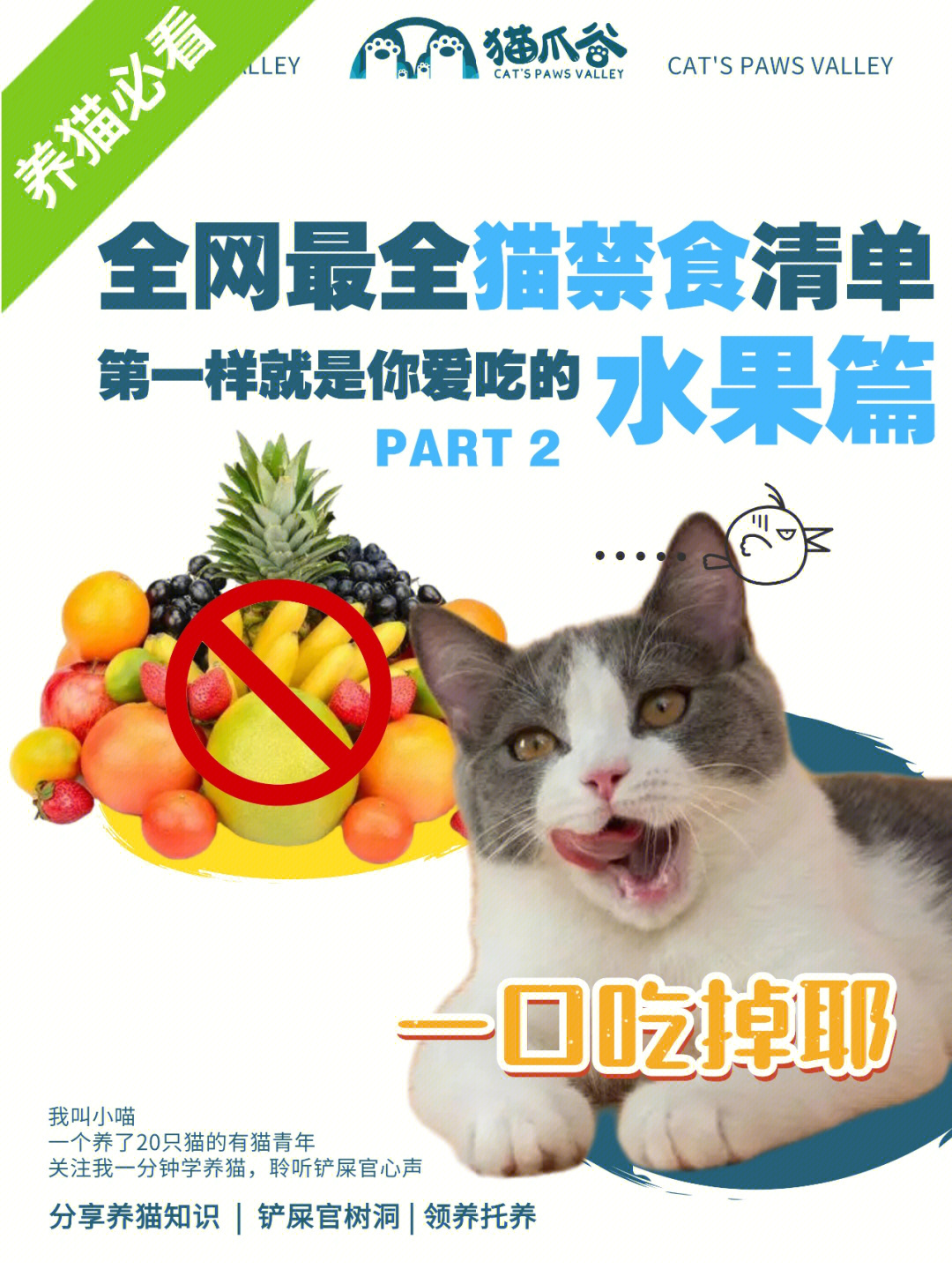 养猫必看|猫咪禁吃水果清单,新手建议收藏