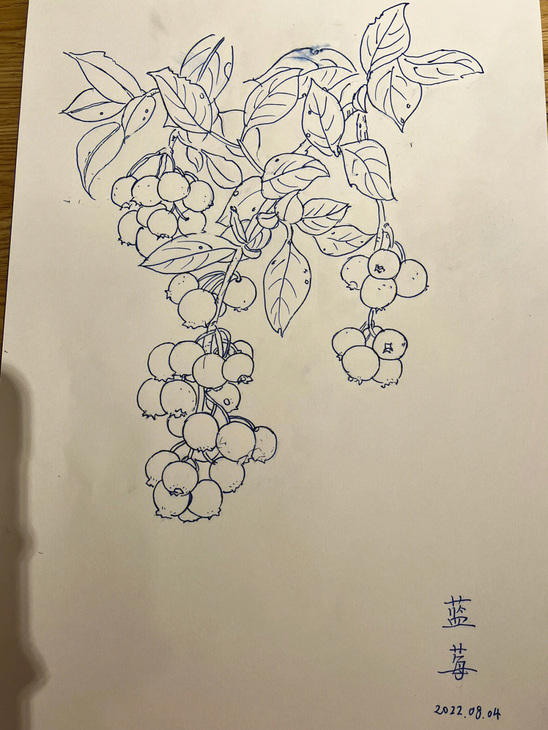 蓝莓素描画图片