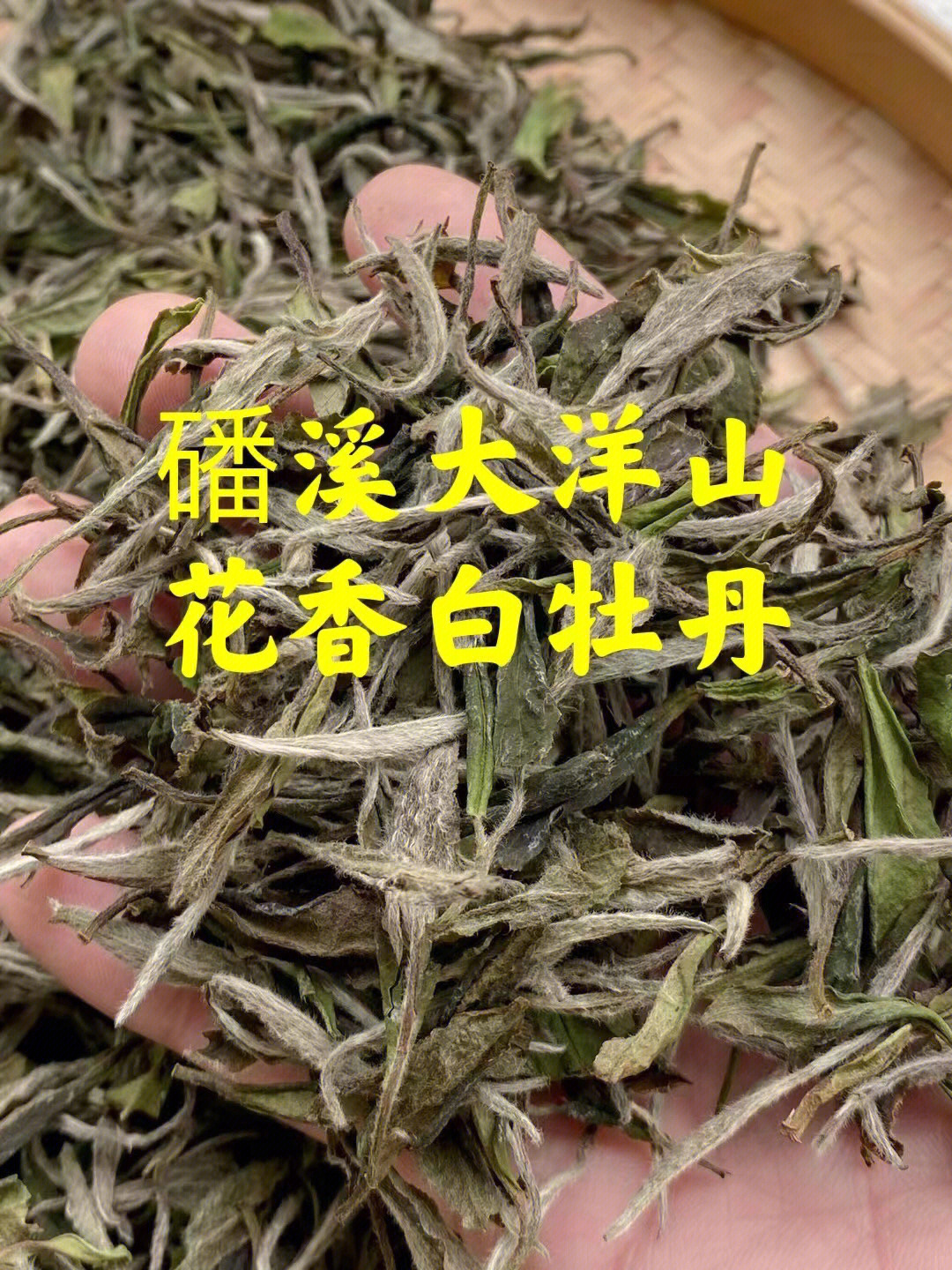 苍南渔鼓白牡丹第一集图片