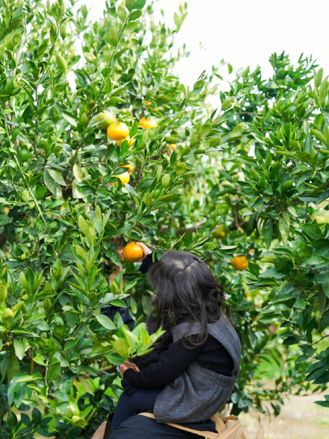 周末去哪遛娃长兴岛郊野公园摘橘子