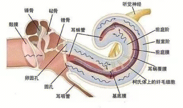 咽鼓管咽口圆枕图片