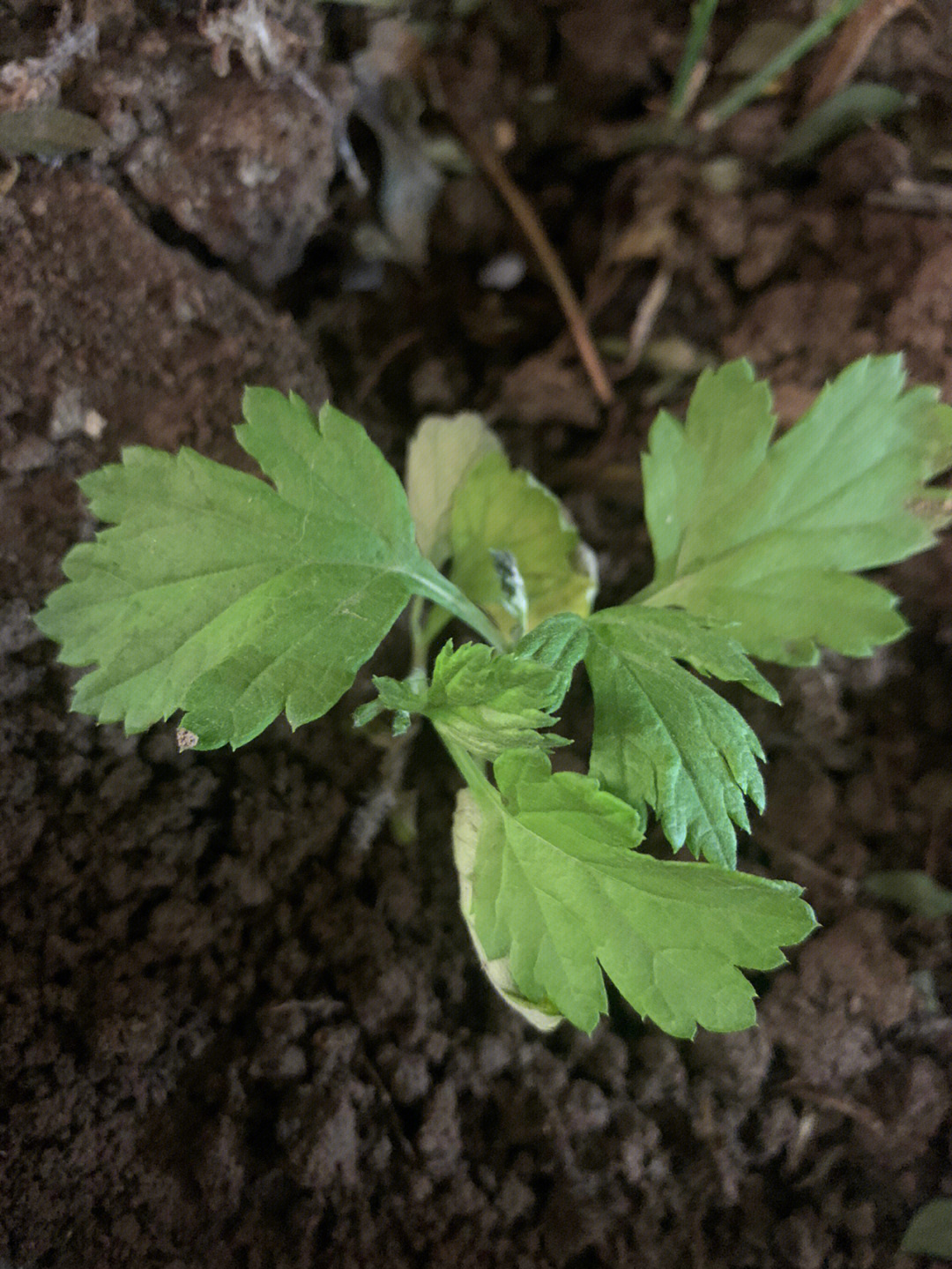 艾草刚发芽的图片图片