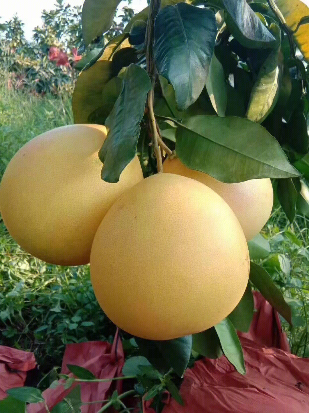 天灵灵地灵灵柚子图片