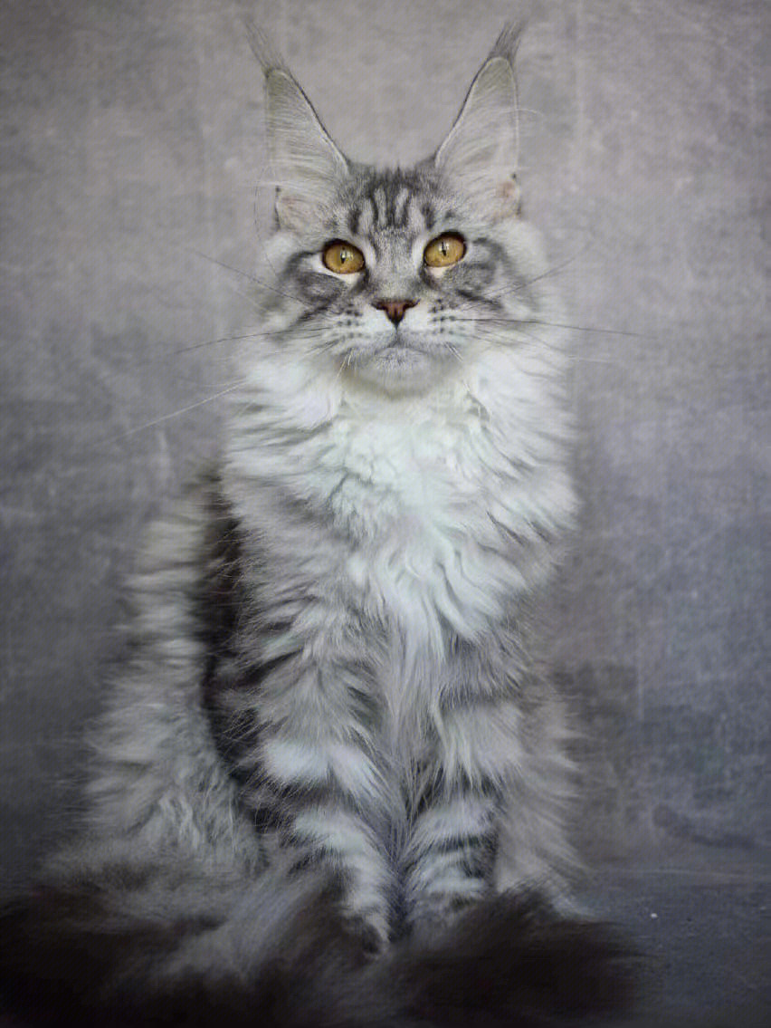 银虎斑缅因猫银白色图片