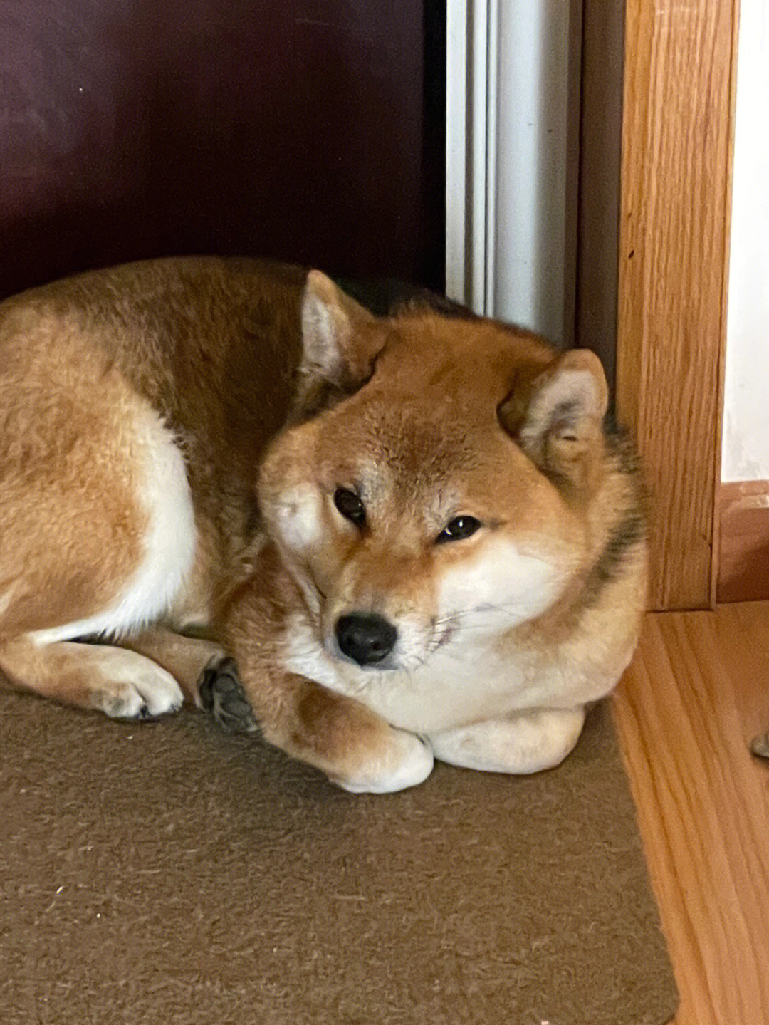 柴犬揣手手