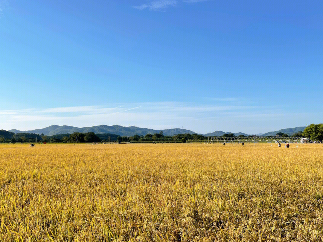 增城朱村稻田公园图片