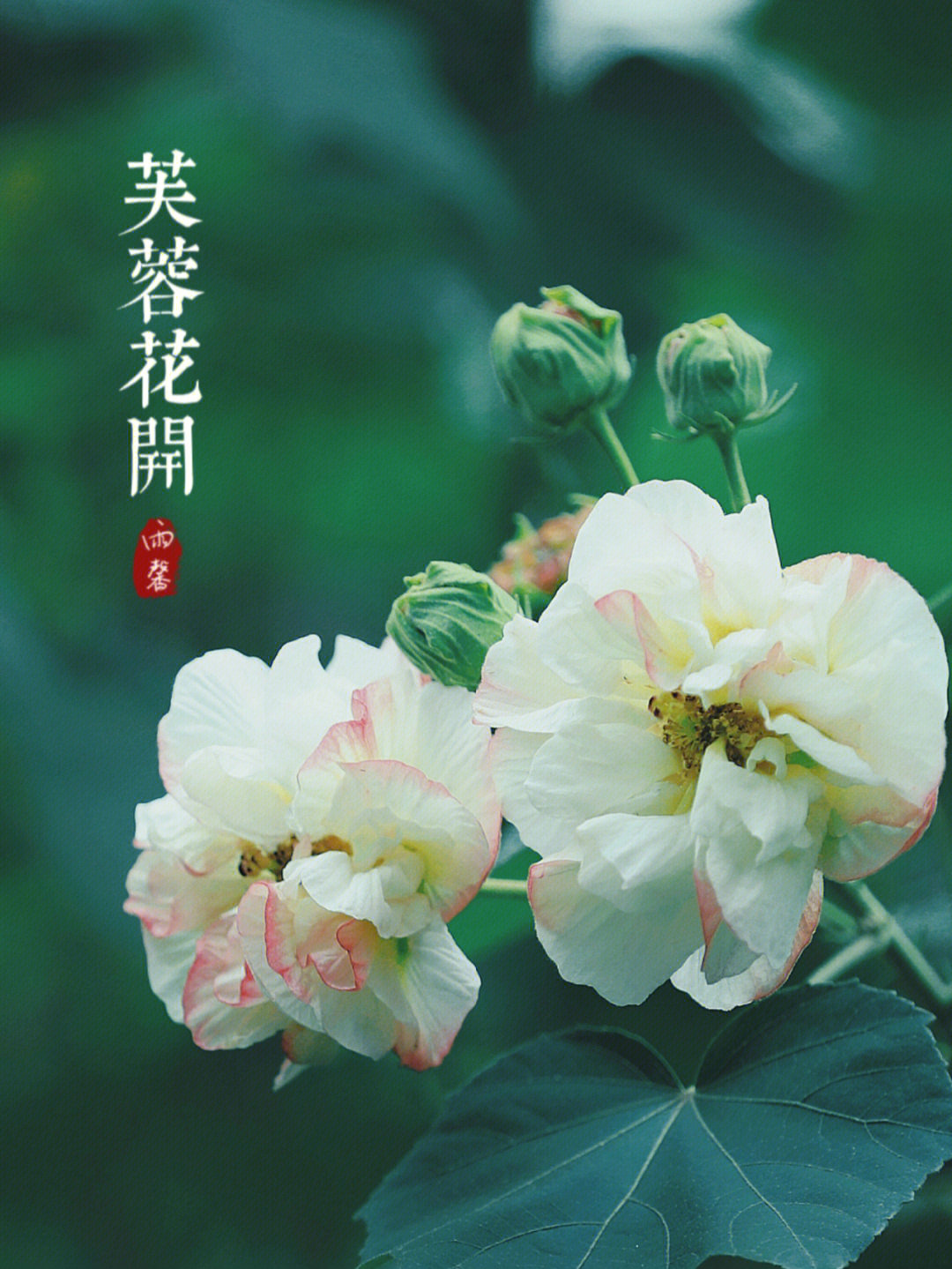 木芙蓉花诗句唯美图片