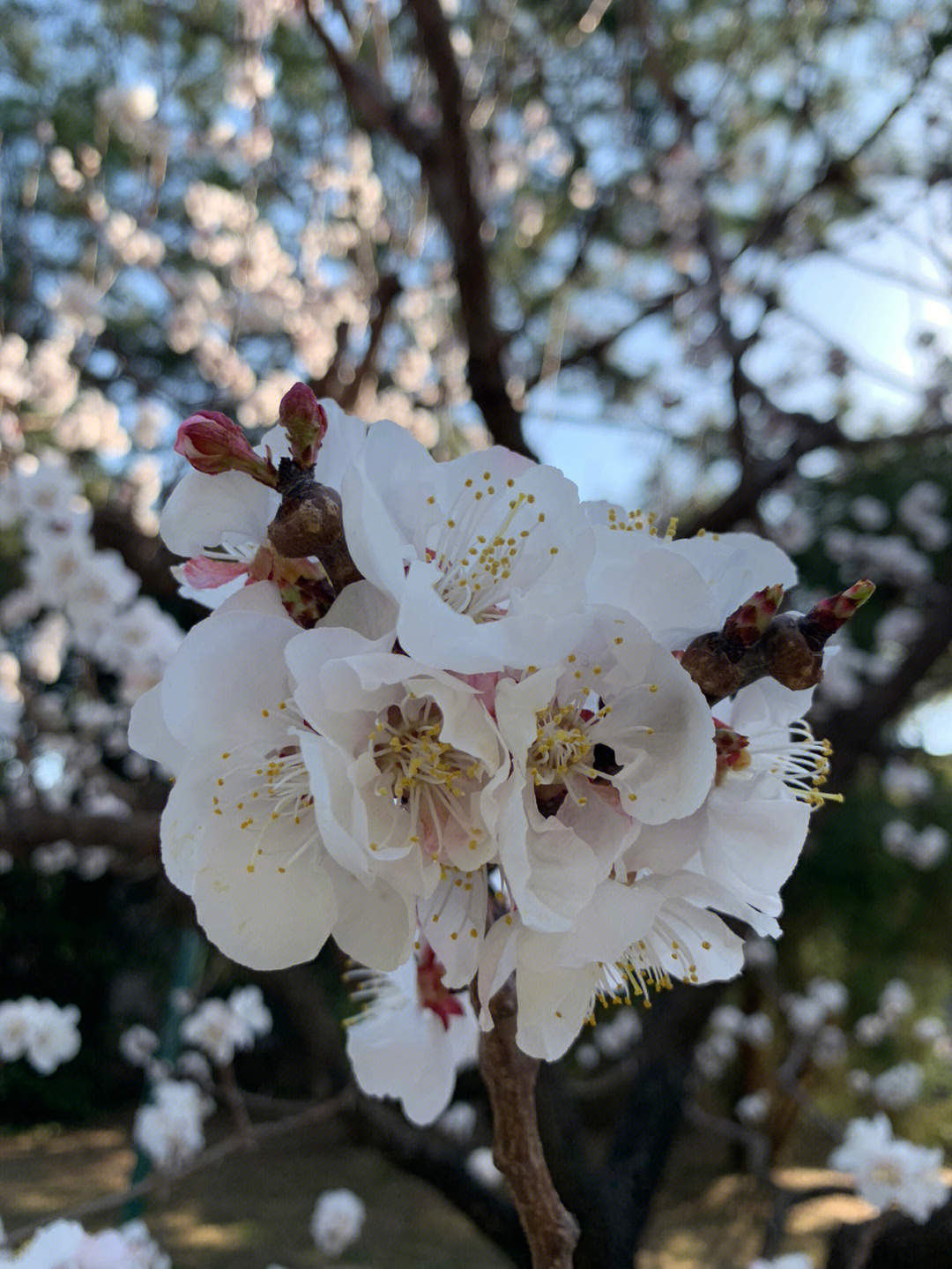 中山公园杏花开始飘雪