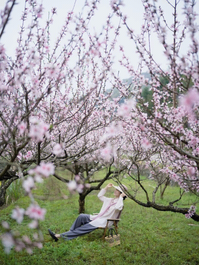 桃花拍照姿势图片