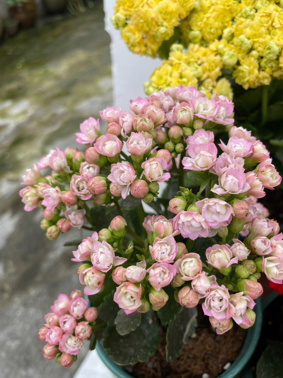 长寿花伊维特图片图片