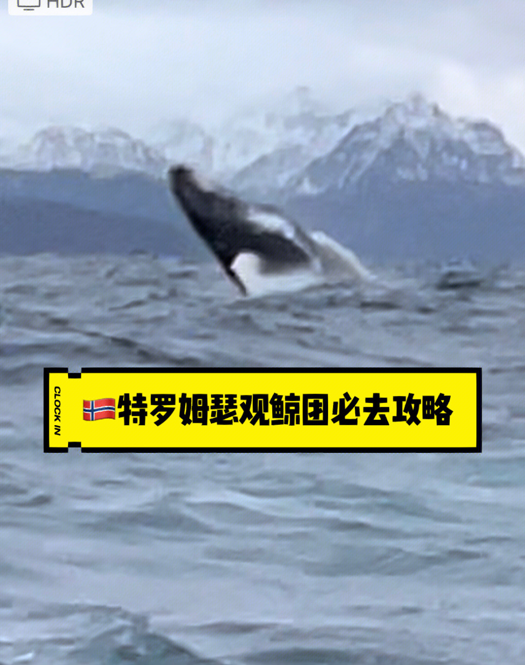 9990|特罗姆瑟不可错过的观鲸团!敲重点!