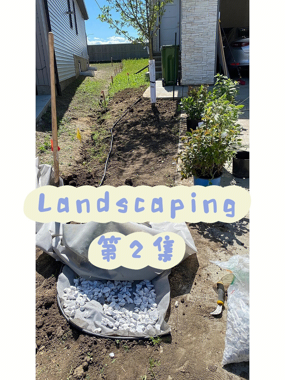 landscaping2种shrubs