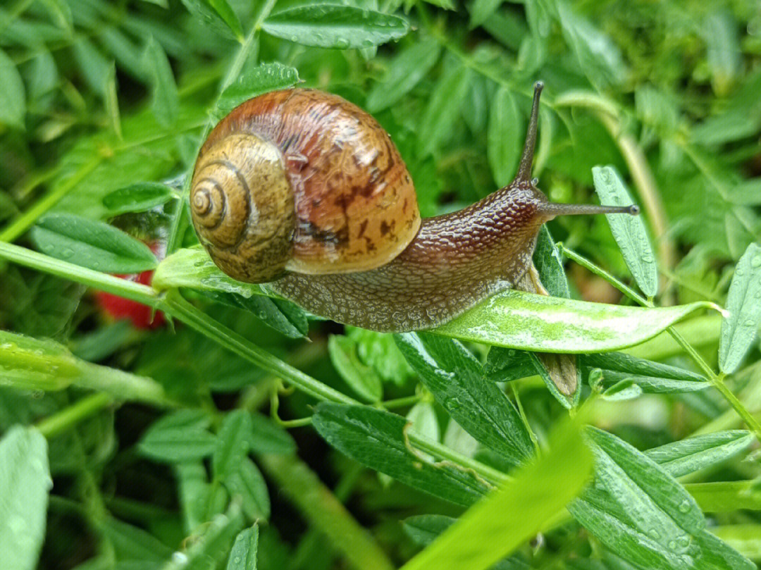 雨后的蜗牛