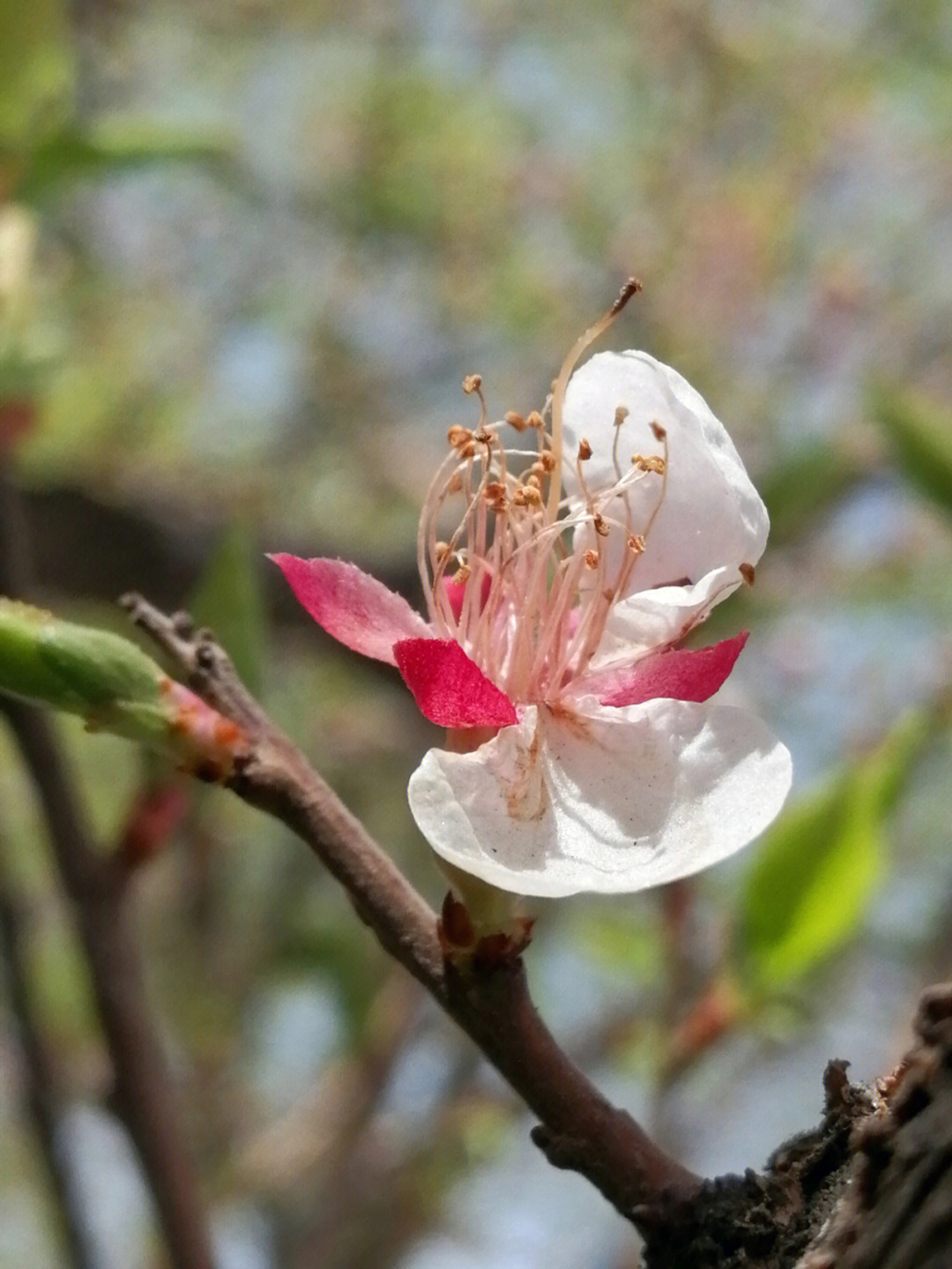 桃花红杏花白菜花黄图片