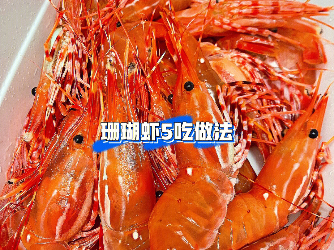 广式珊瑚虾图片