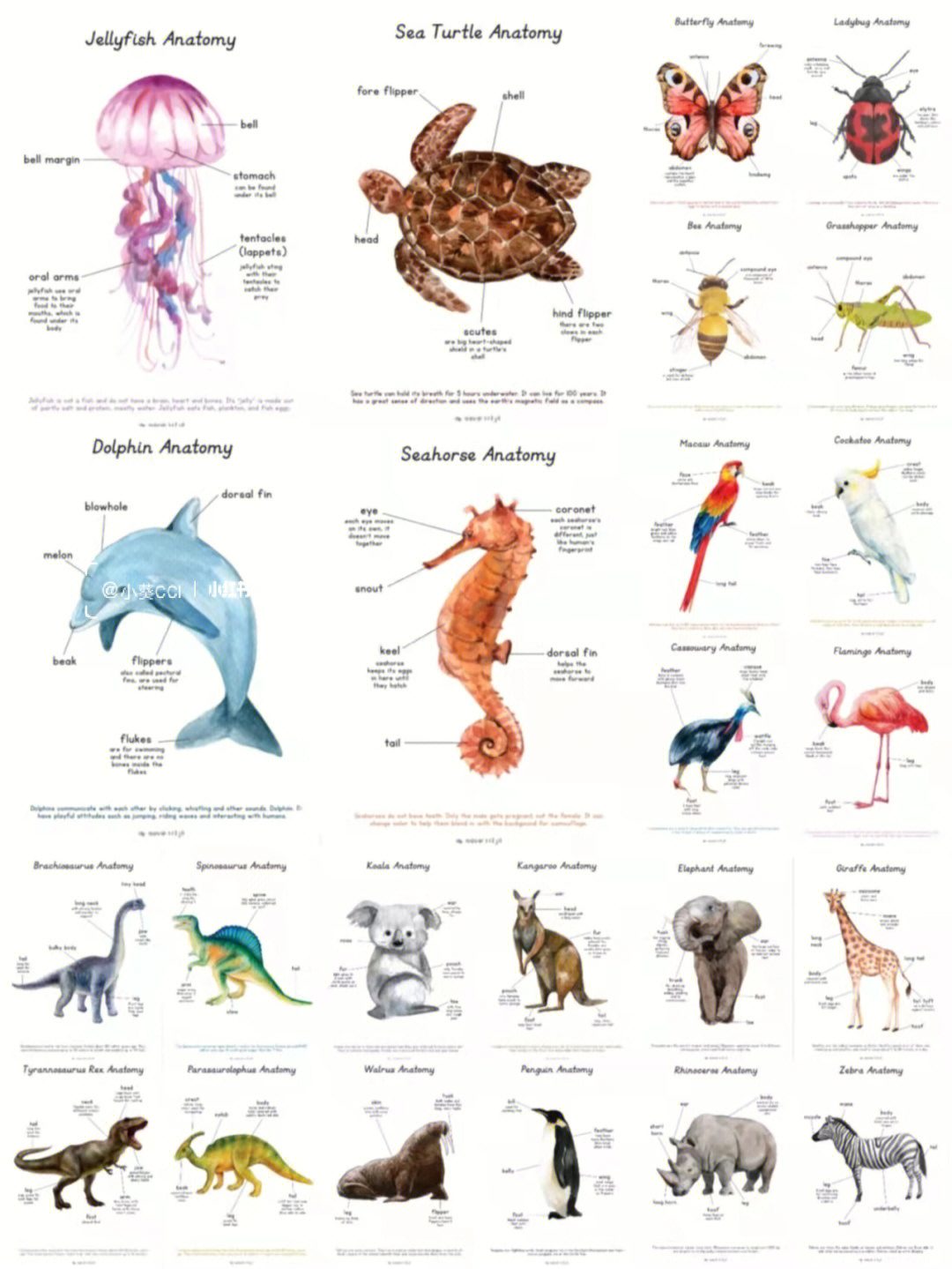 海里100种动物名字图片