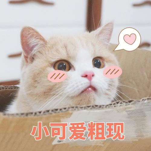 可爱的猫猫表情包