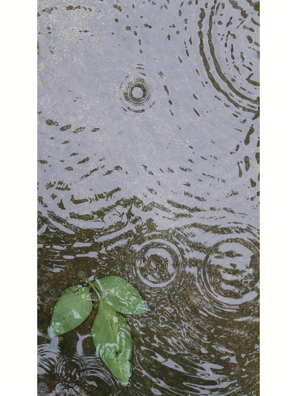 夏季下雨图片真实图片