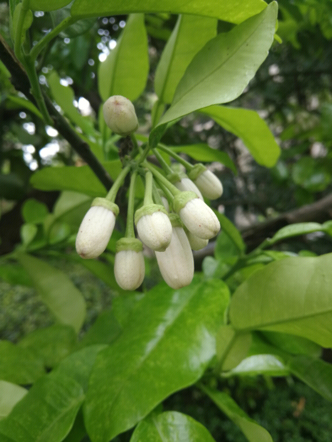 只此青绿柚花