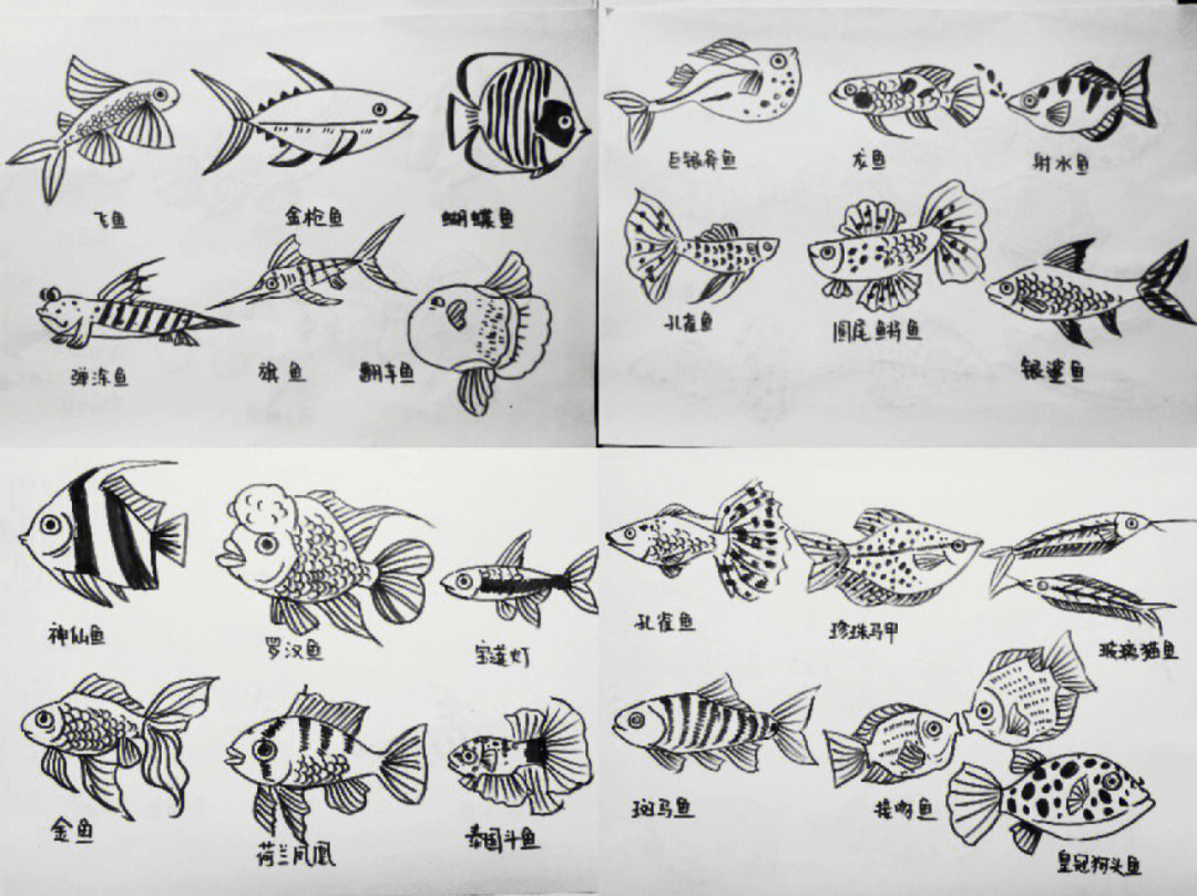 不同鱼的简笔画图片