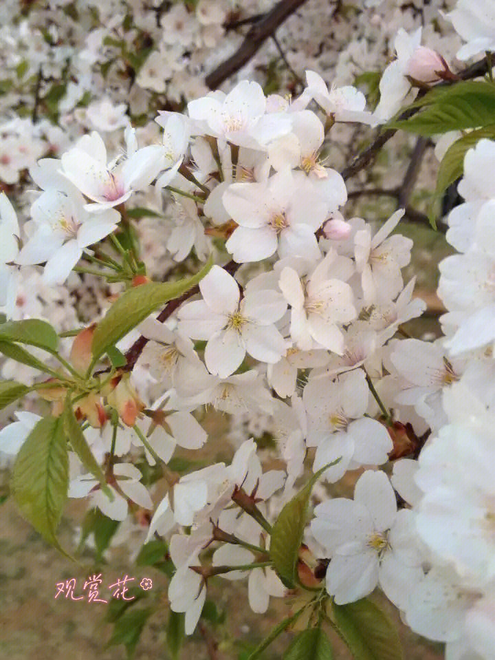 观赏樱花vs樱桃树樱花