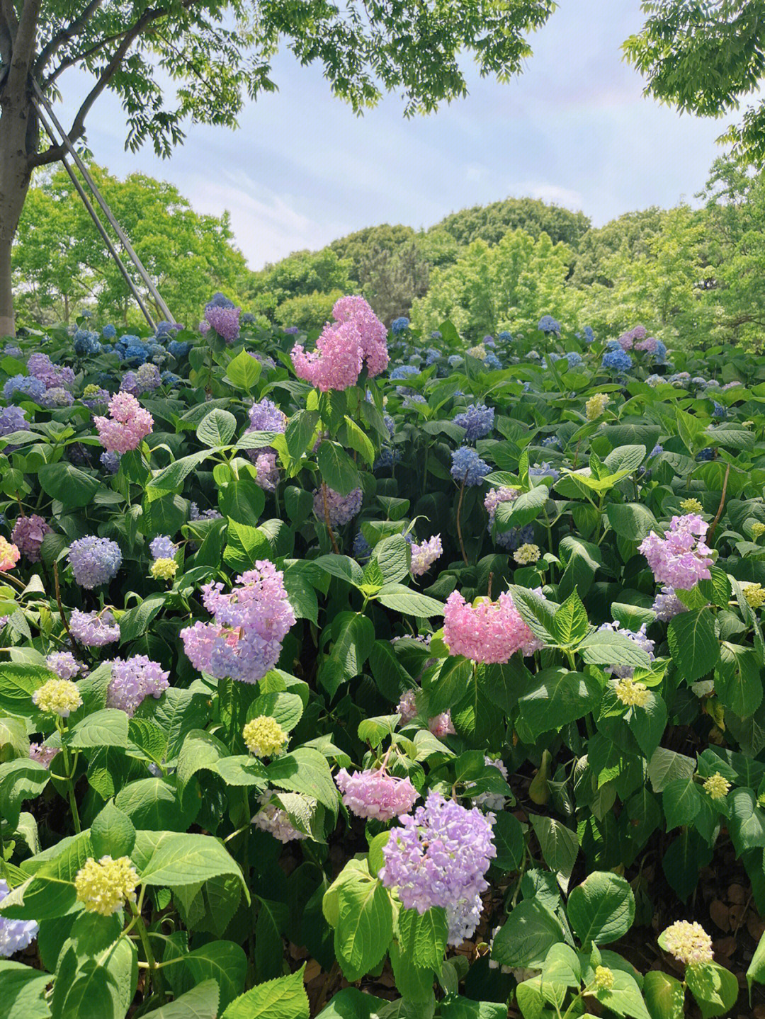 湖滨公园绣球花