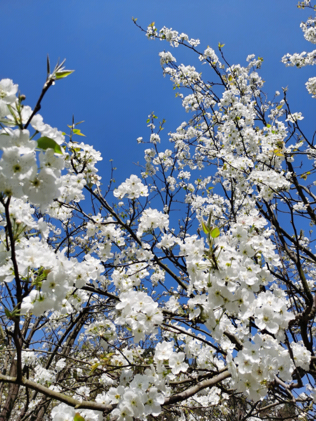 梨花在什么季节开放图片