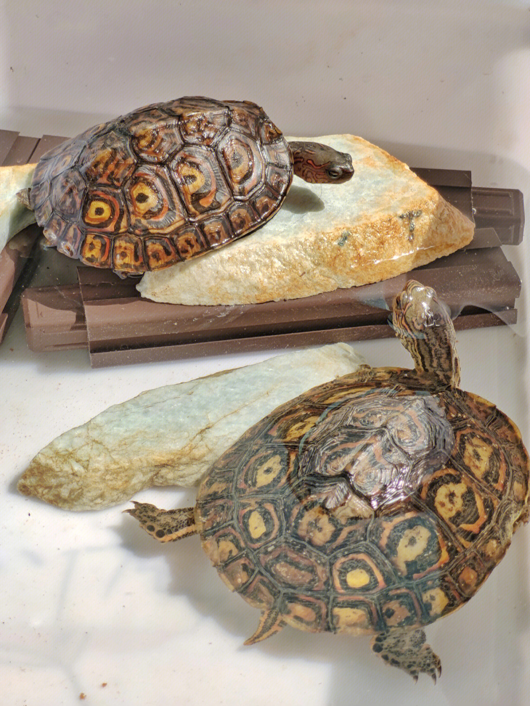 油彩木纹龟
