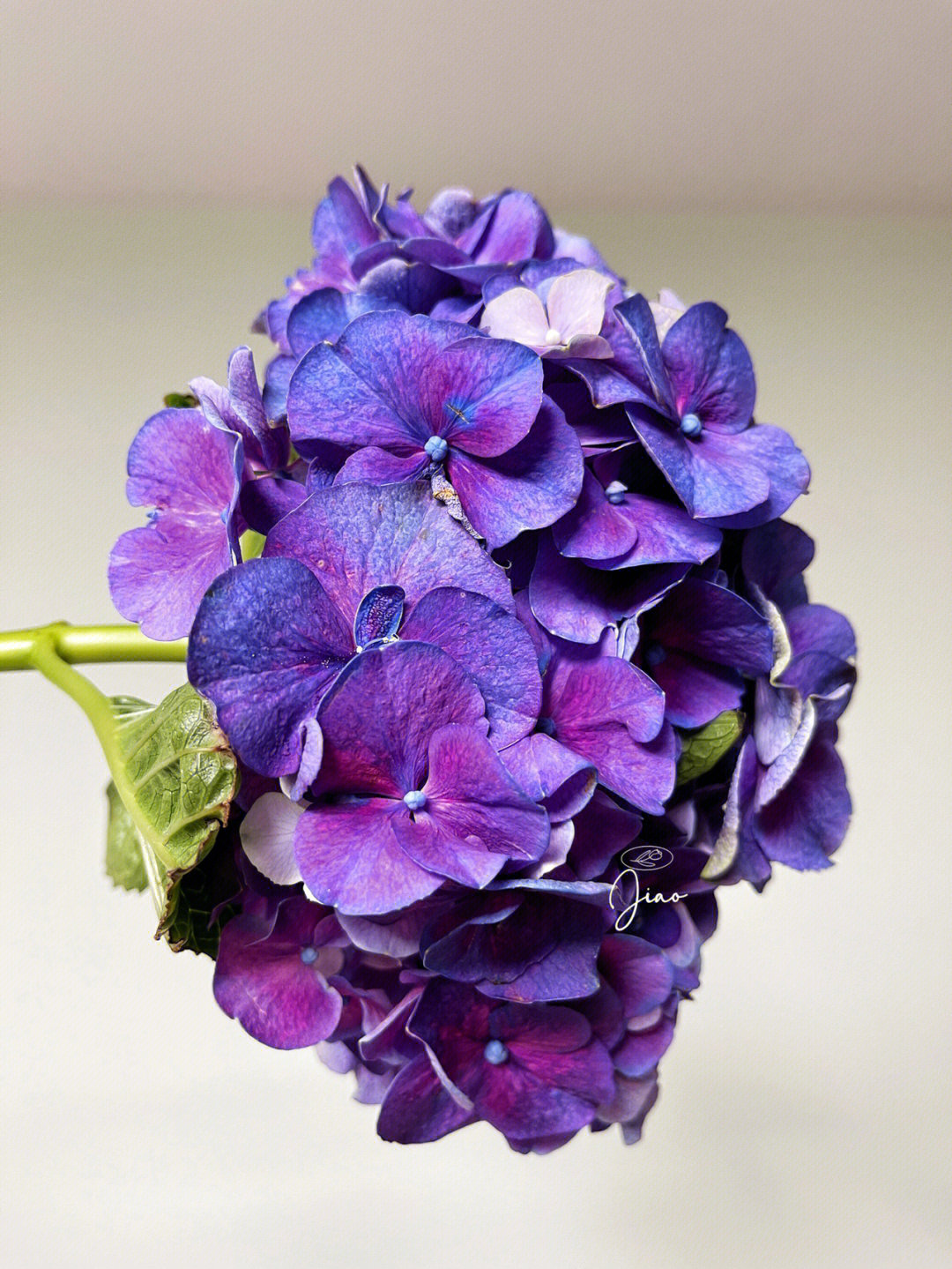 紫色花种类图片