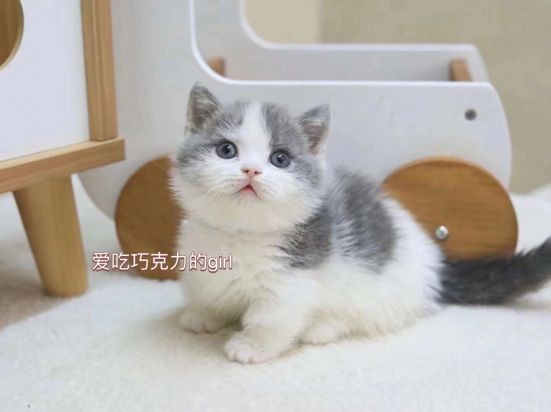 英短蓝白矮脚广州有喜欢猫咪的姐姐吗