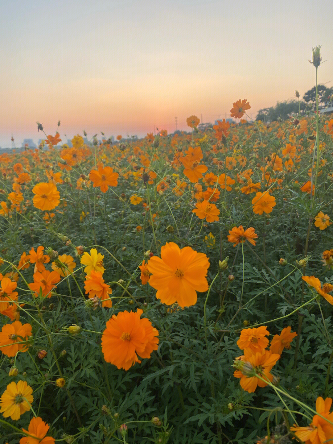 三水芦苞花海图片