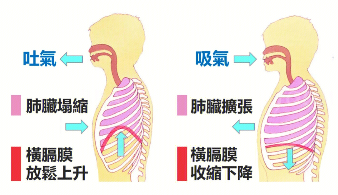 胸廓与呼吸运动