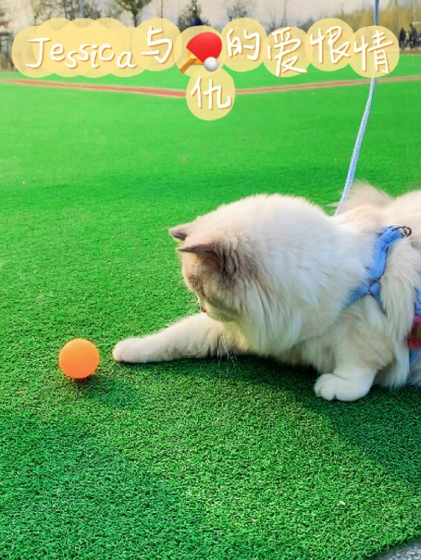 布偶猫竟然会玩儿乒乓球