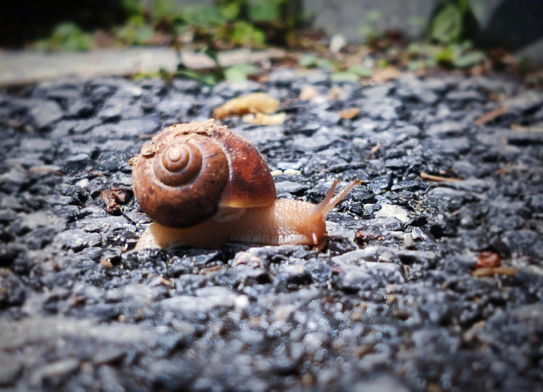 手机摄影微距拍摄小蜗牛