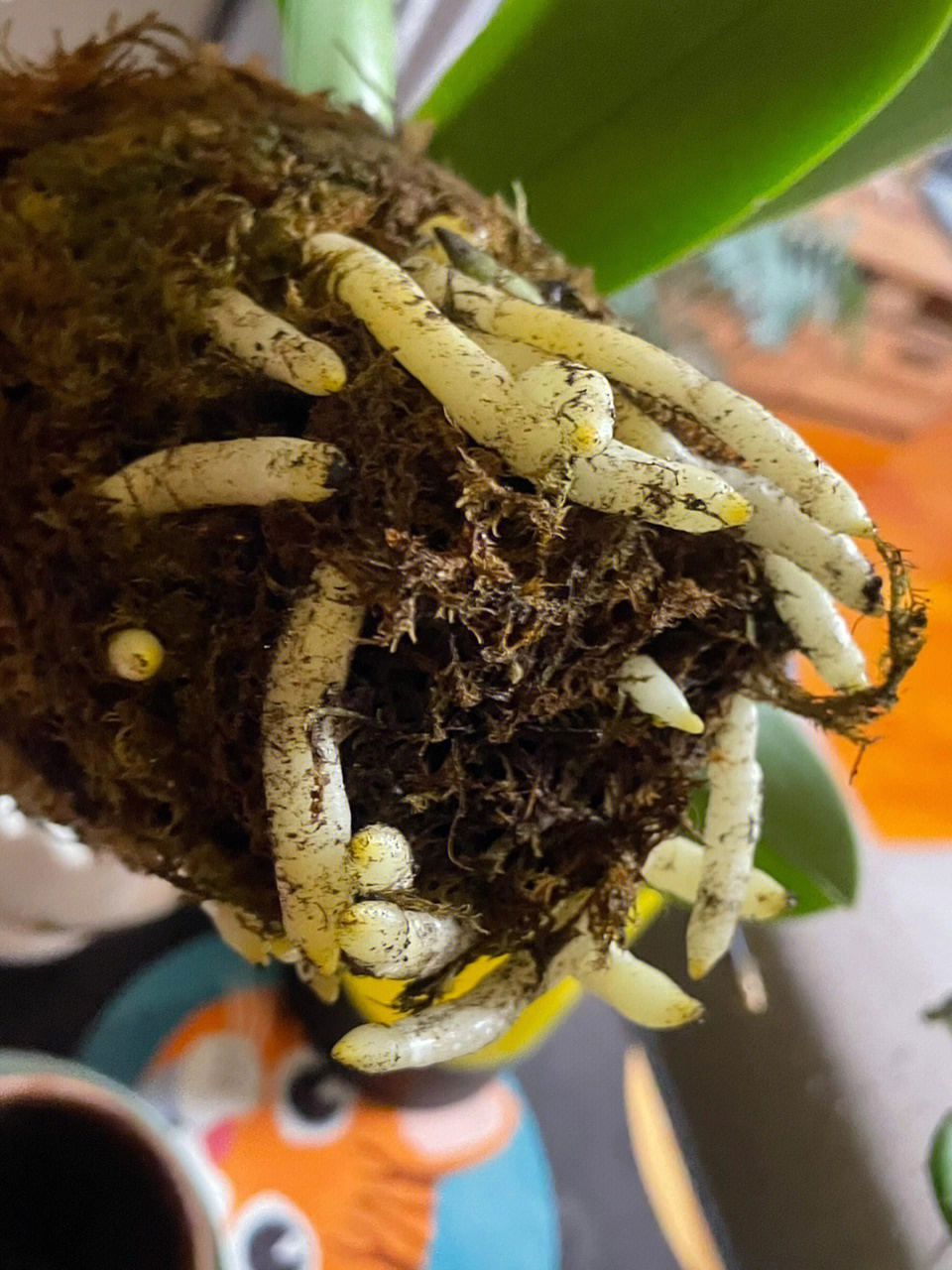 蝴蝶兰的根茎叶图片