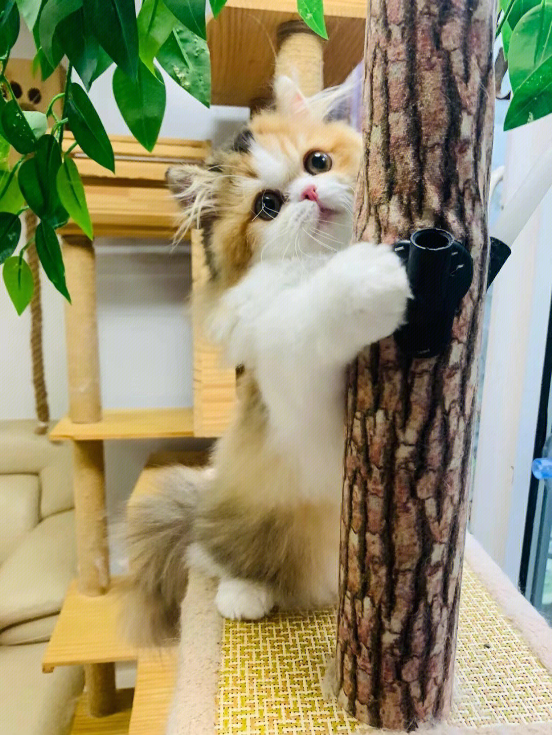 小可爱们一直在#米努特短腿猫#长毛金渐层#米努特矮脚猫#拿破仑